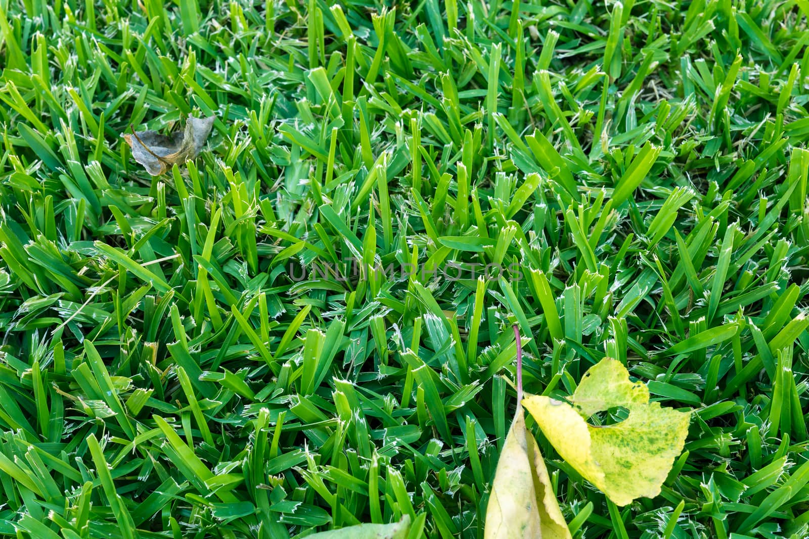 Autumn tree leaf on a green grass