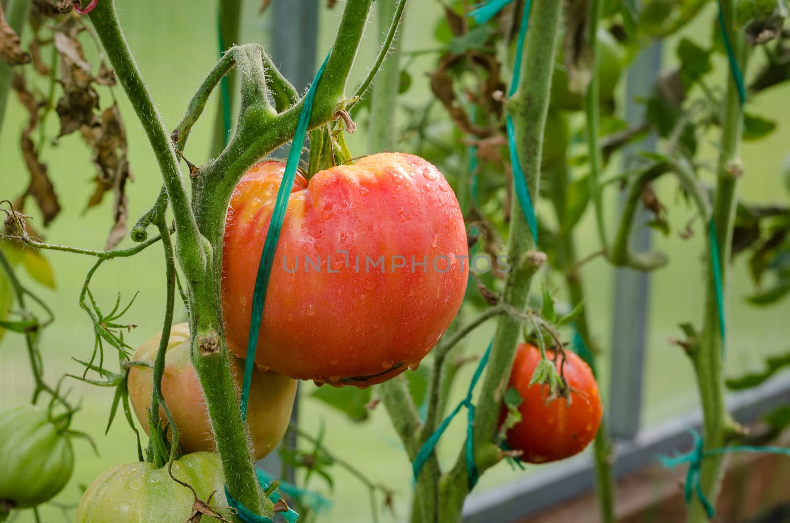 The tomatoes are ripe, big, juicy grown in greenhouses