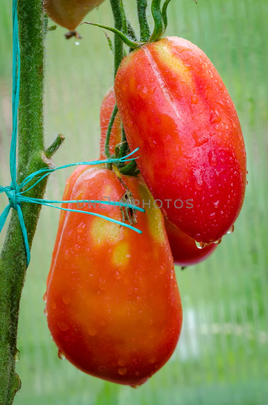 The tomatoes are ripe, big, juicy grown in greenhouses