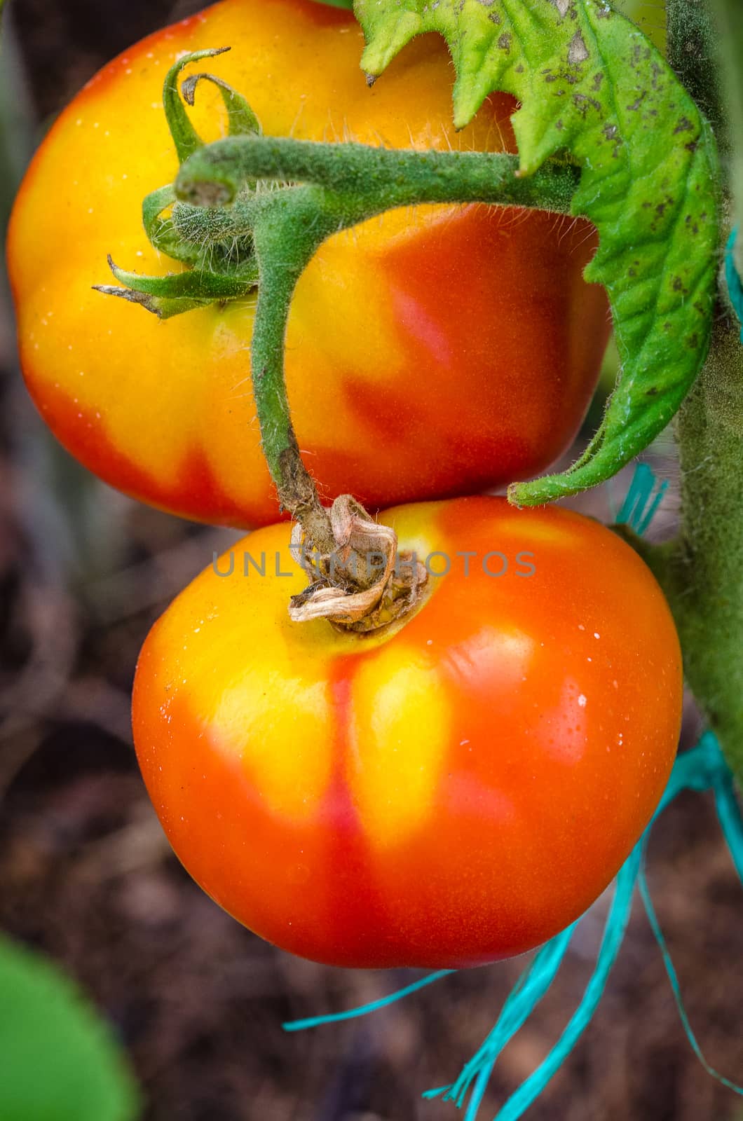 The tomatoes are ripe, big, juicy grown in greenhouses