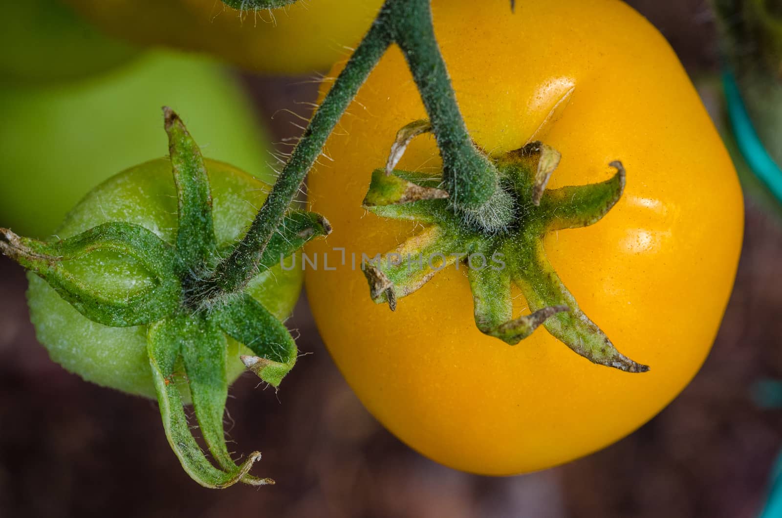 The tomatoes are ripe, big, juicy grown in greenhouses