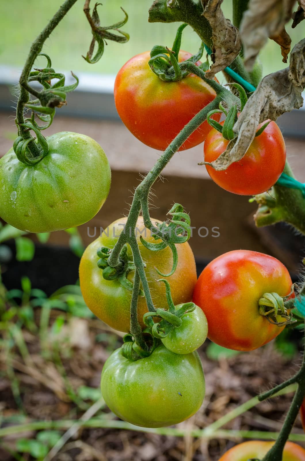 The tomatoes are ripe, big, juicy grown in greenhouses