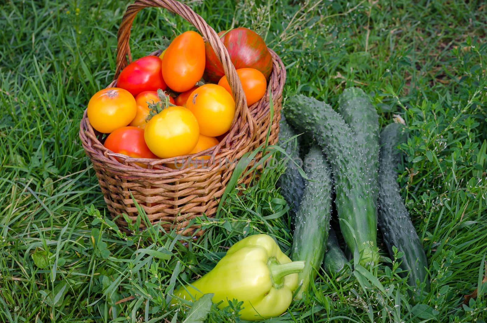 The harvest is ripe, fresh vegetables collected in late summer