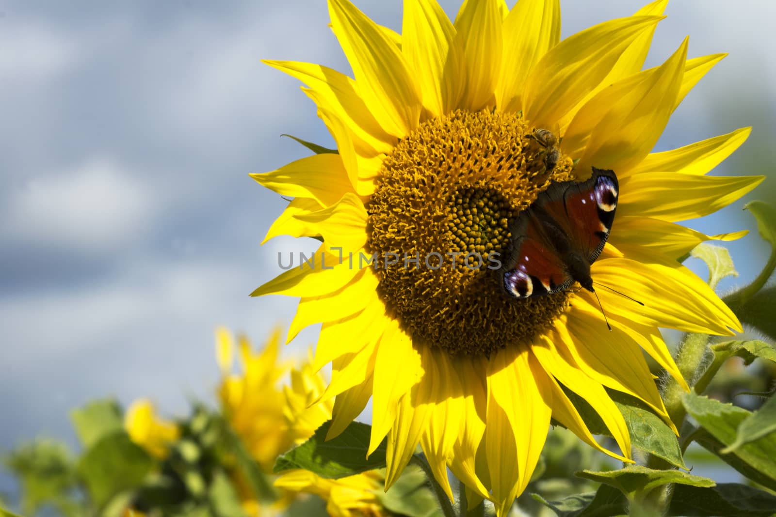 Beautiful sunflower with a butterfly