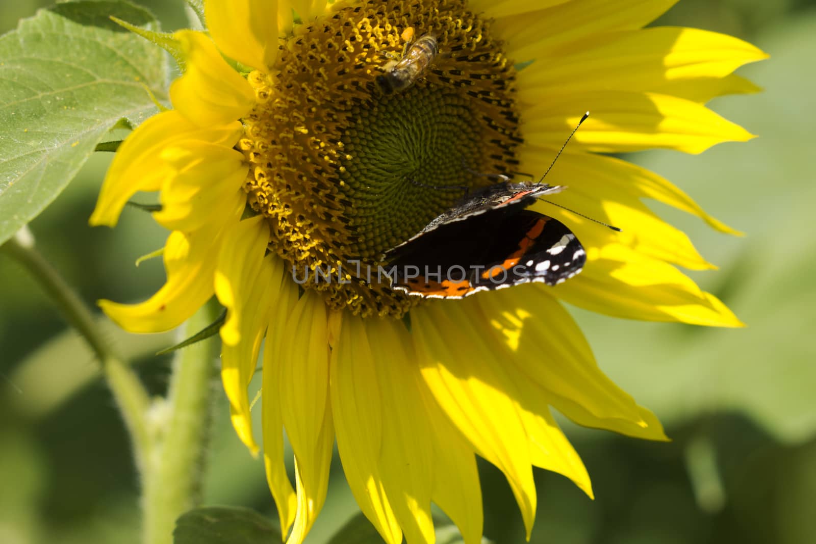 Beautiful sunflower with a butterfly
