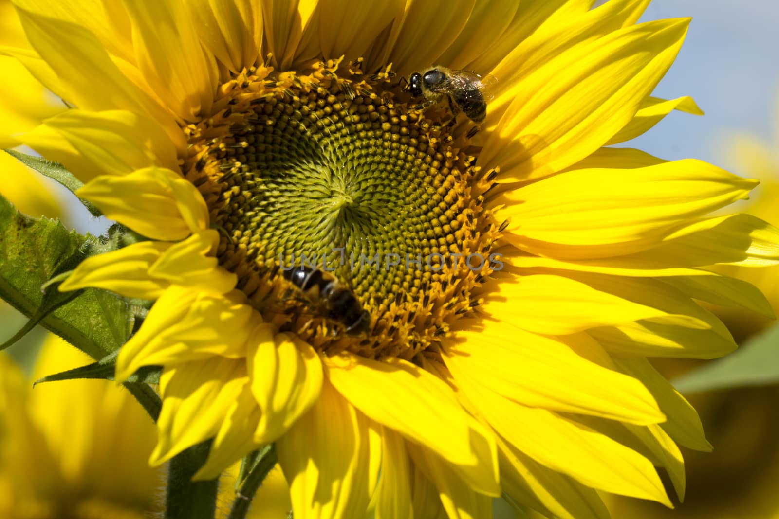 Beautiful sunflower with a bee