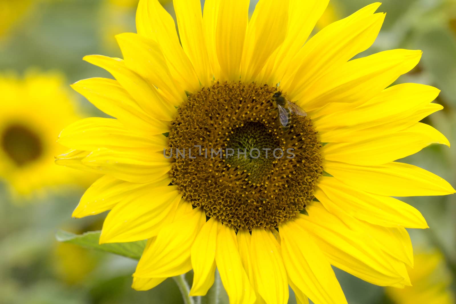 Beautiful sunflower with a bee