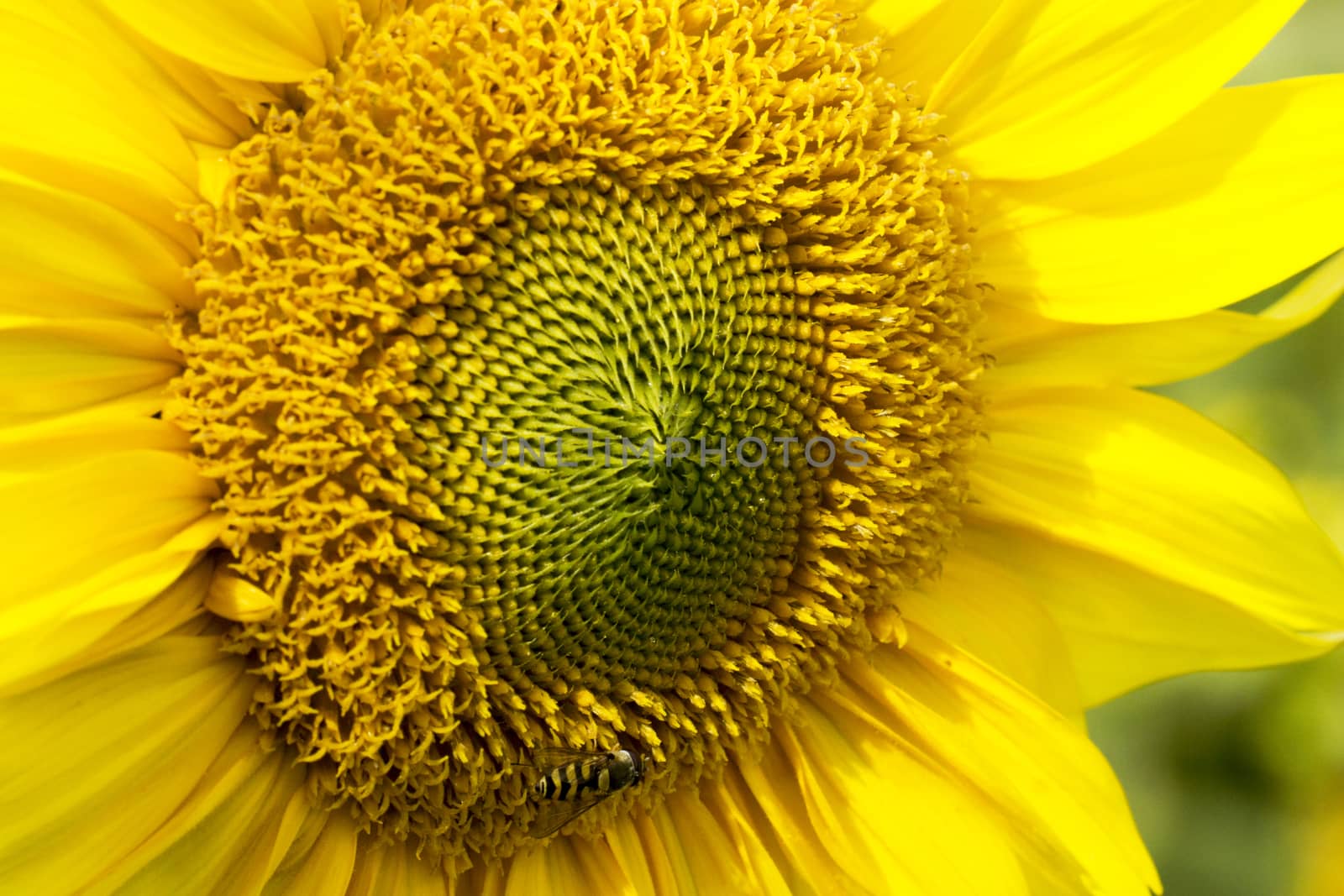 Close up of sunflower on field by Fr@nk