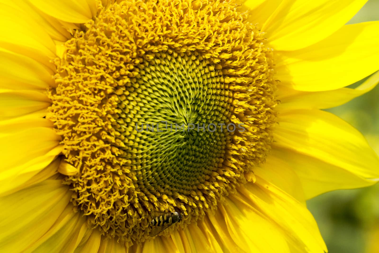 Amazing beauty of sunflower field with bright sunlight on flower