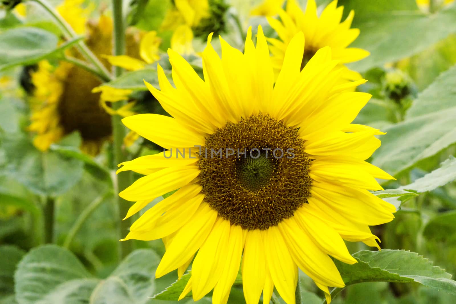 Amazing beauty of sunflower field with bright sunlight on flower