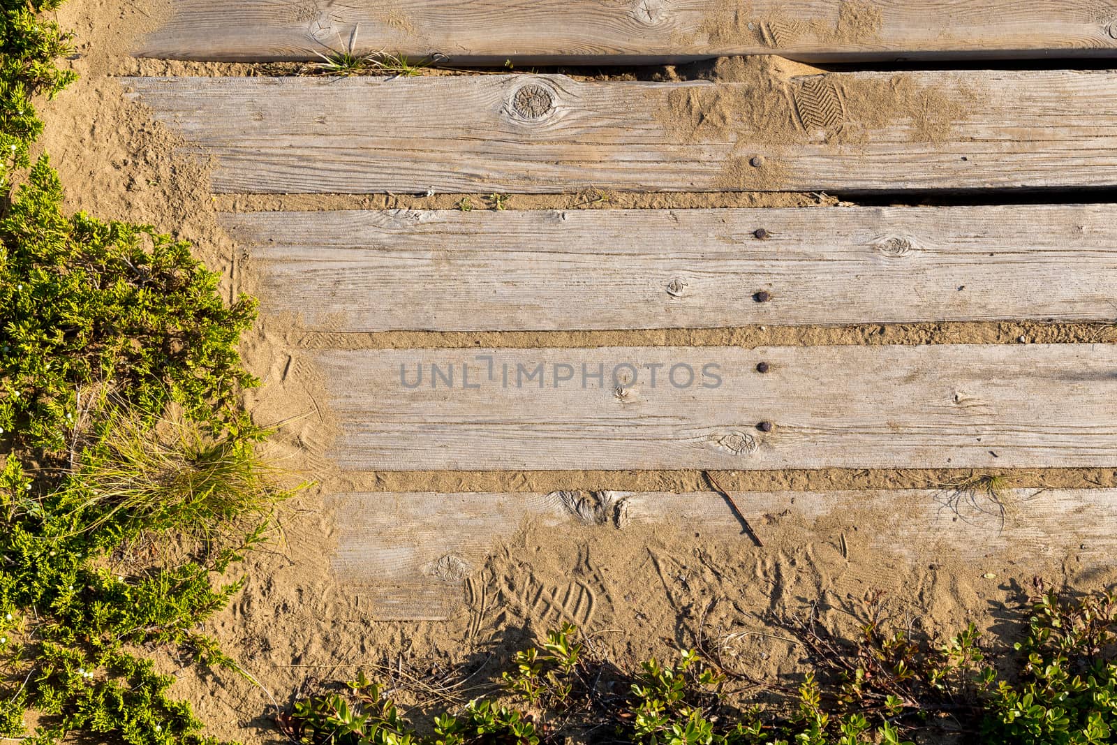 Boardwalk Overgrown with Weeds by rjamphoto