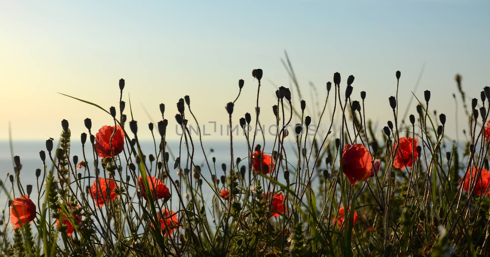Red poppies on the shore of the sea in the moorning