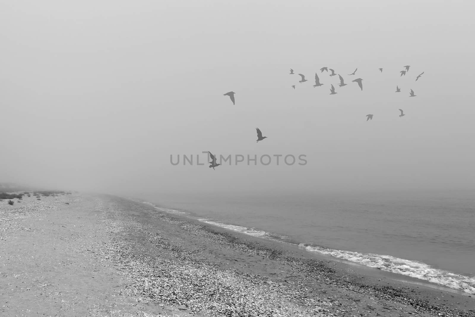 Seagulls in a fog by hibrida13