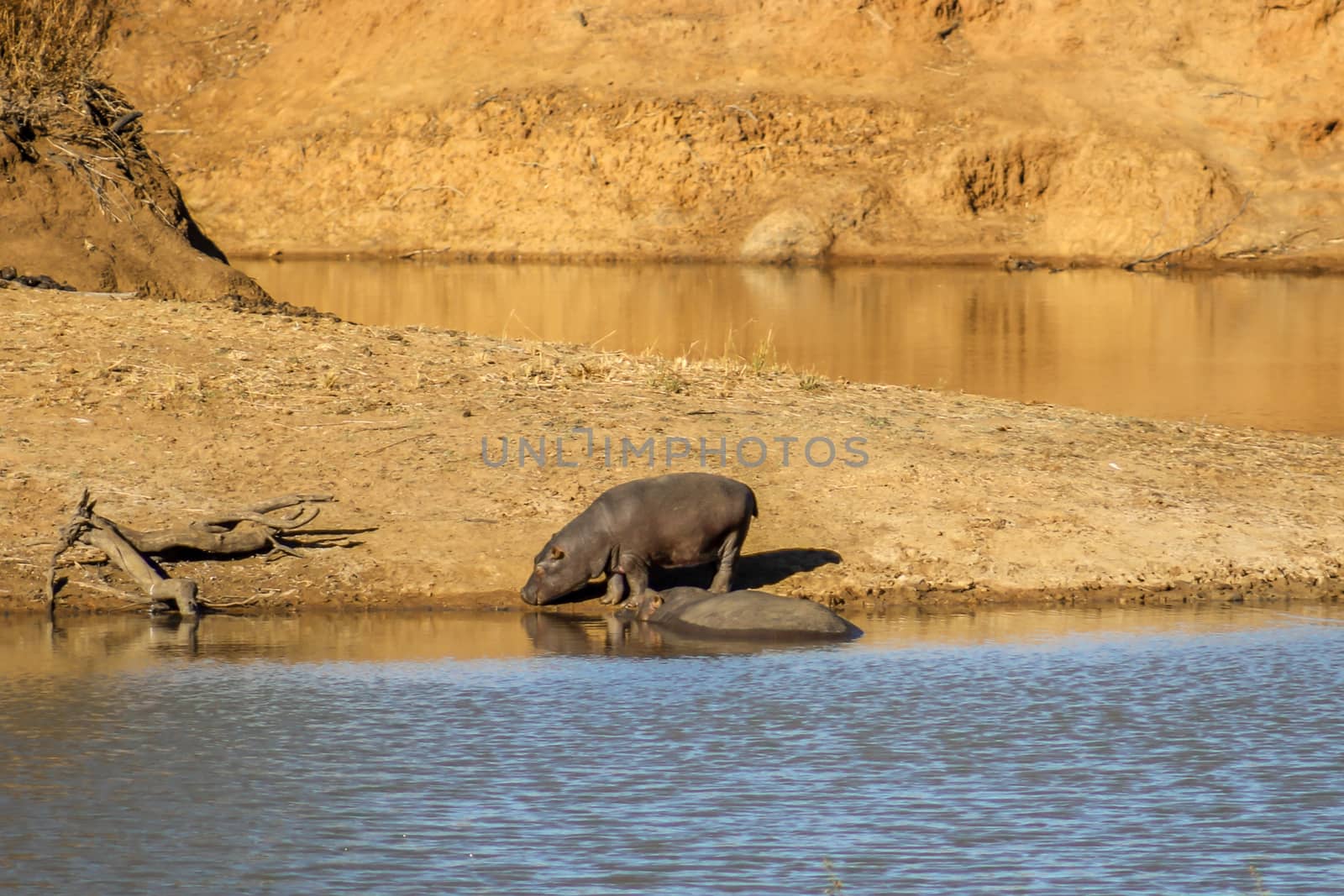 Hippopotamus amphibius