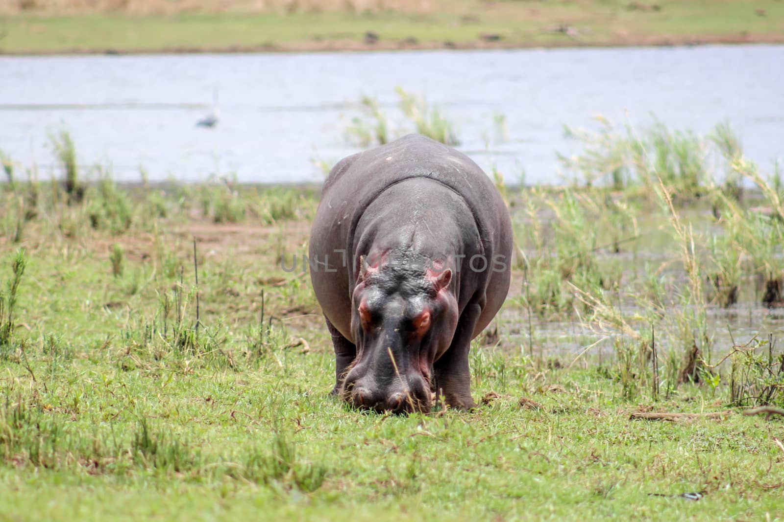 Hippopotamus amphibius grazing on the waterbank