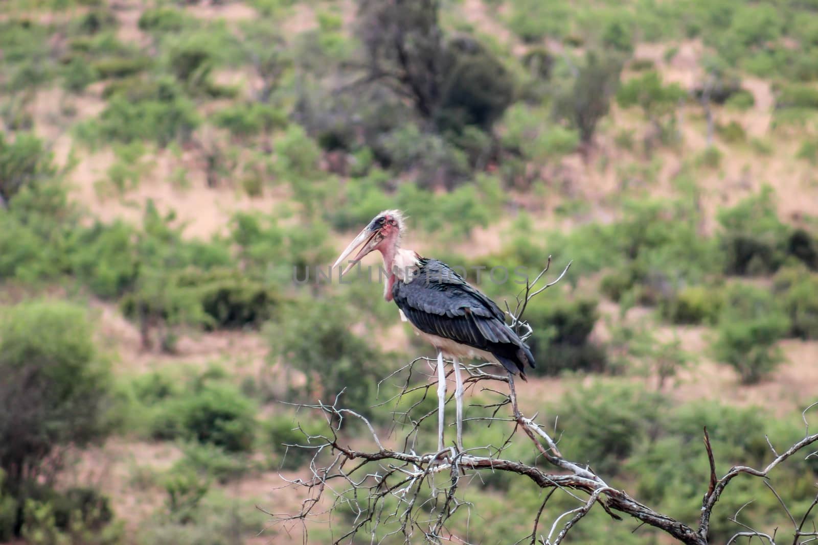 Marabou Stork (Leptoptilos crumenifer) standing on a tree branch