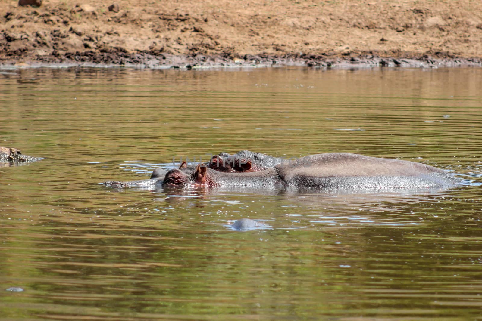 Hippopotamus amphibius cooling off in the cold water