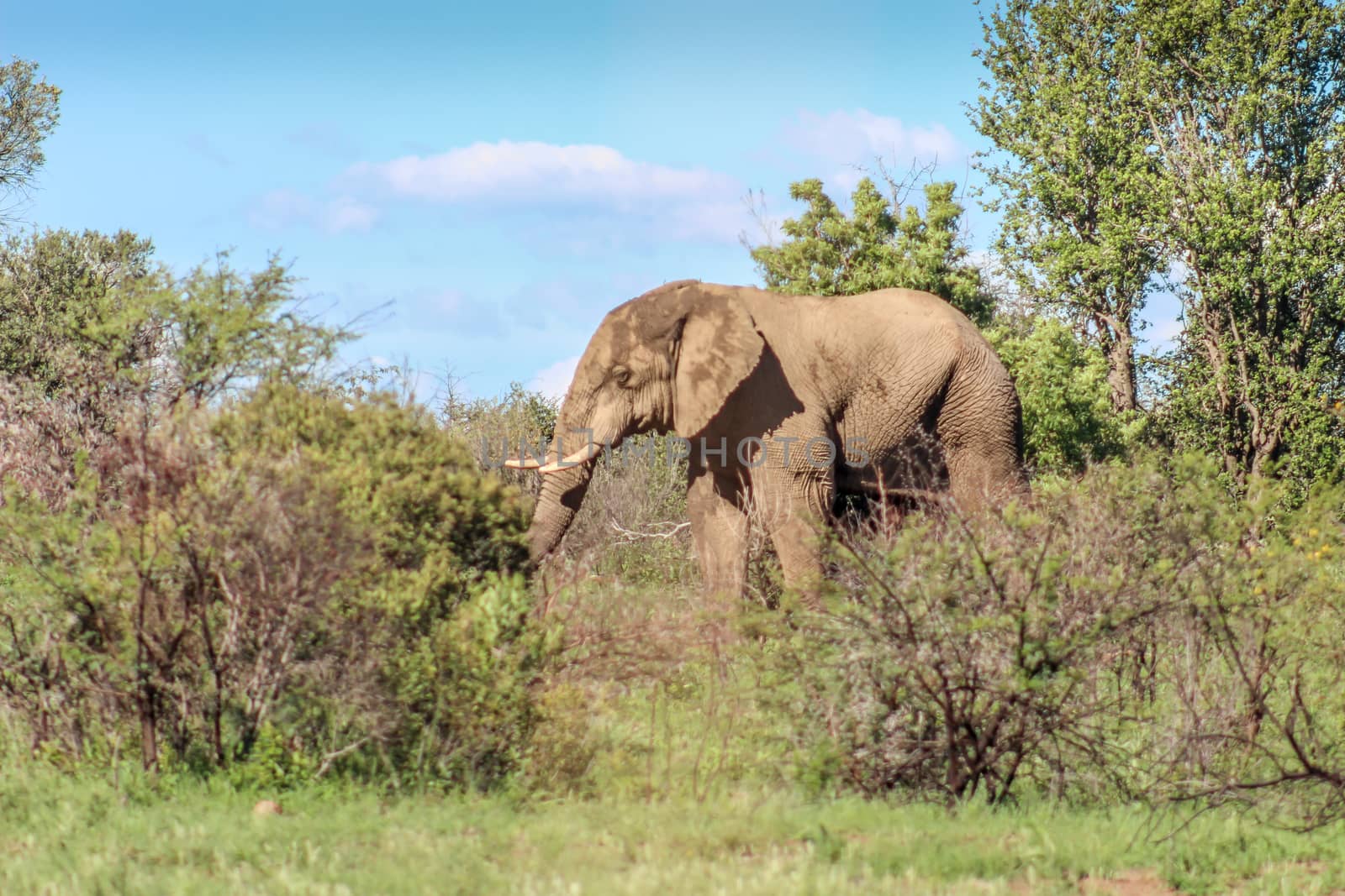 African bush elephant (Loxodonta africana) by RiaanAlbrecht
