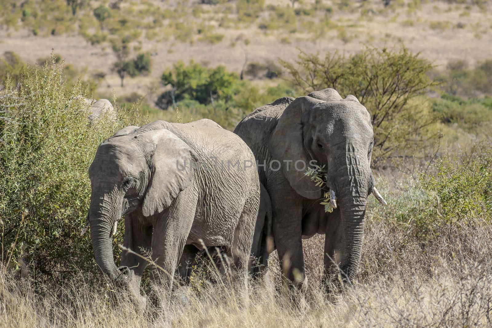 African bush elephant (Loxodonta africana) by RiaanAlbrecht