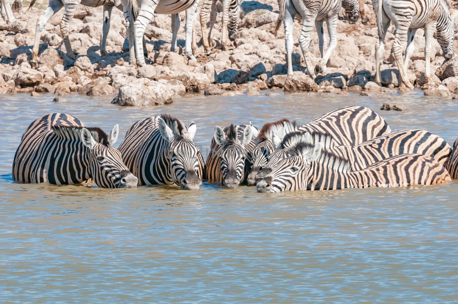 Burchells zebras, Equus quagga burchellii, drinking water in a waterhole in Northern Namibia