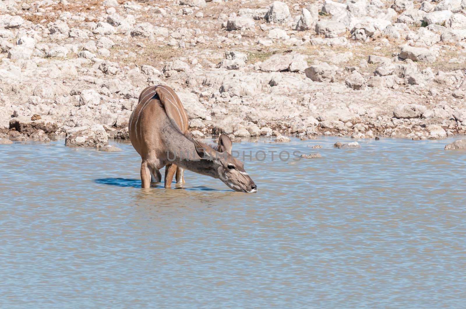 A greater kudu cow, Tragelaphus strepsiceros, drinking water in a waterhole in Northern Namibia