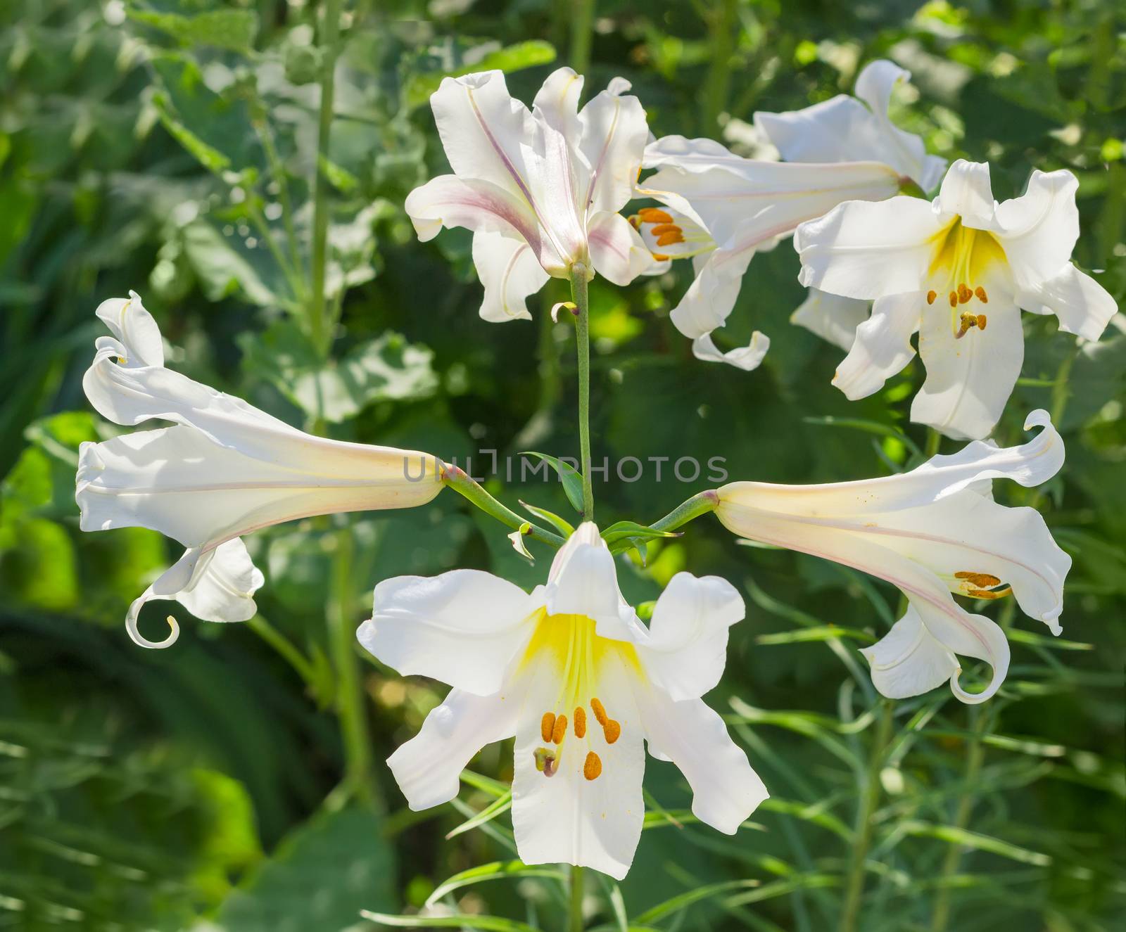 Several flowers of the white lily on the blurred green background
