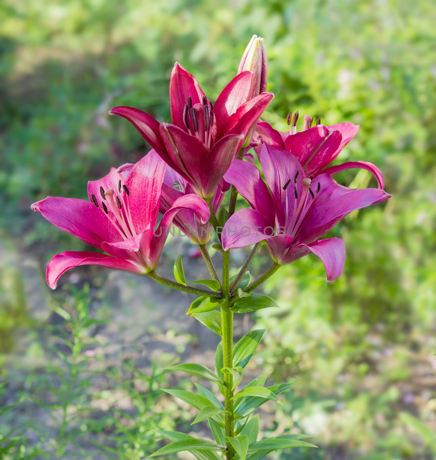 Stalk of the lily with several purple flowers on the blurred background
