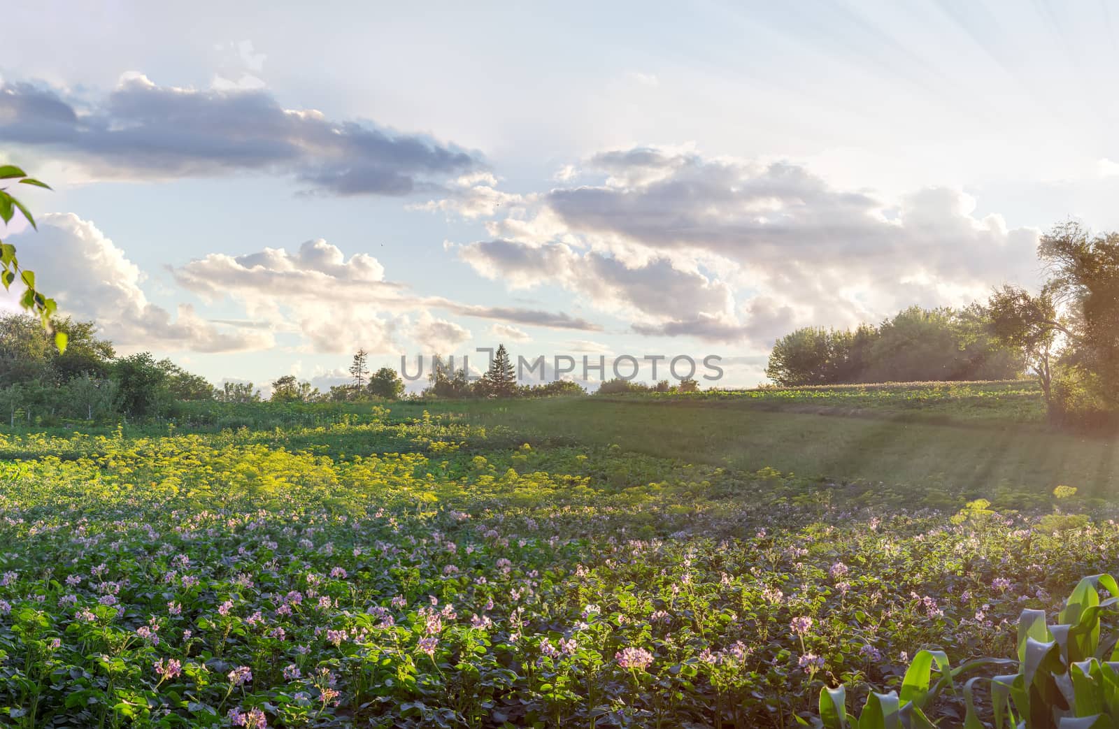 Field with plantation of the flowering potatoes in the foreground against trees and sky with clouds at sunset
