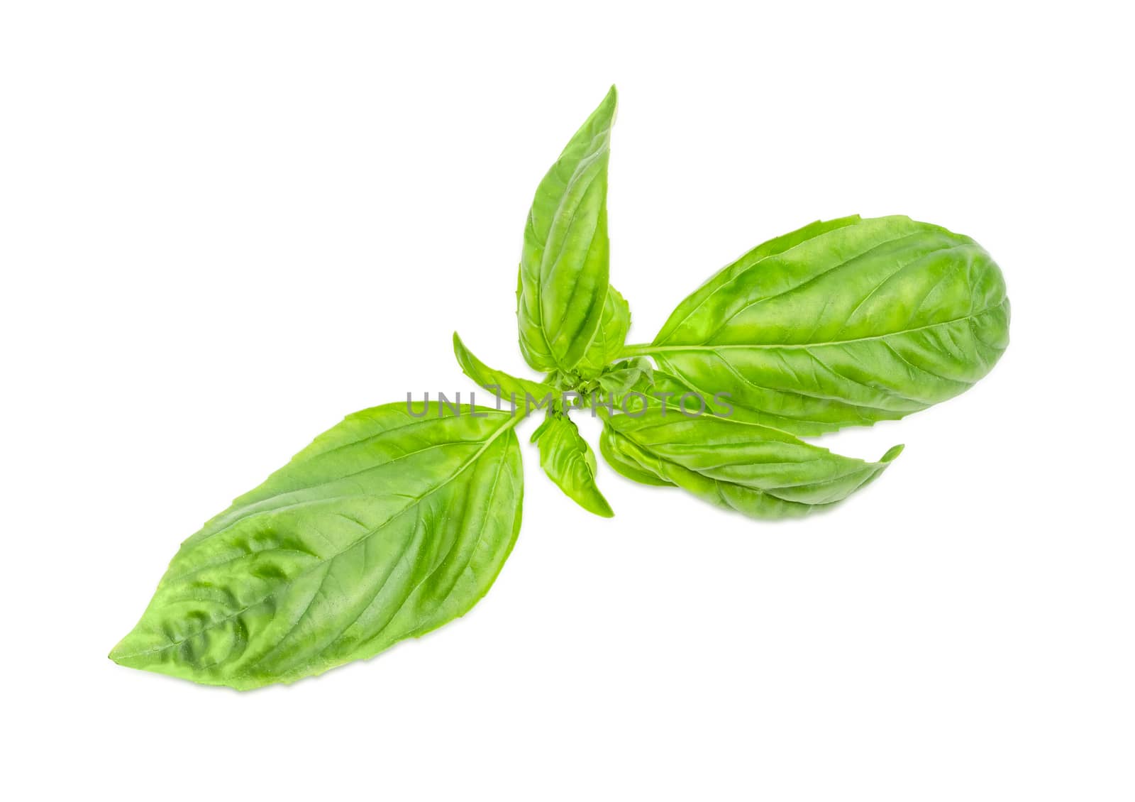Twig of the freshly picked out green basil closeup on a light background 
