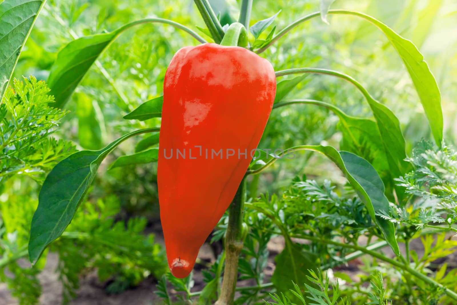 Red bell pepper on a plant  by anmbph