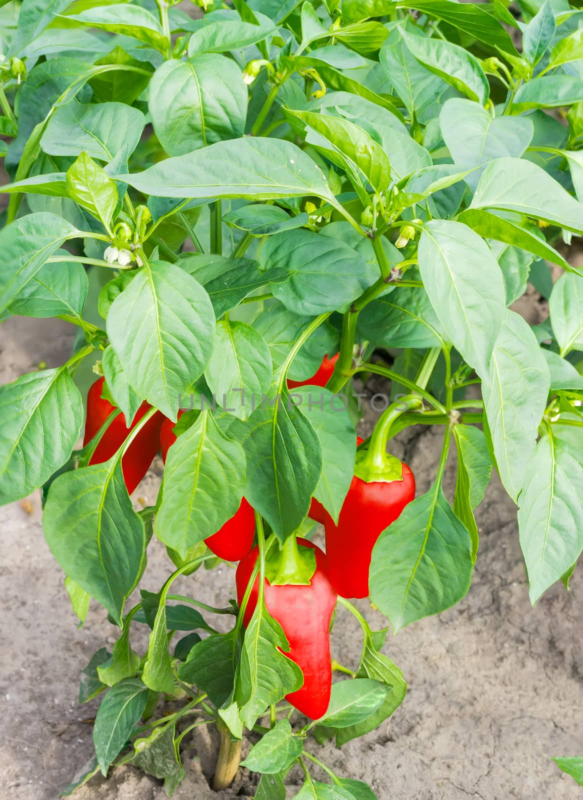 Fragment of a plantation with a plants of the bell pepper with maturing red fruits 
