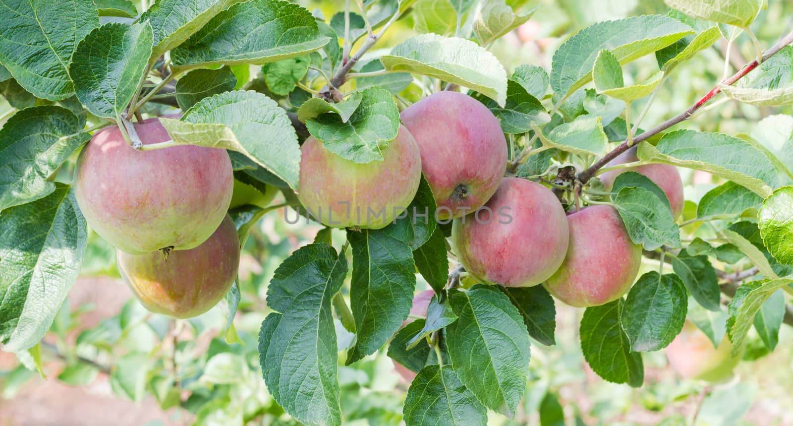 Panorama of the branch of an apple tree with several ripe green and red apples and leaves in a orchard closeup
