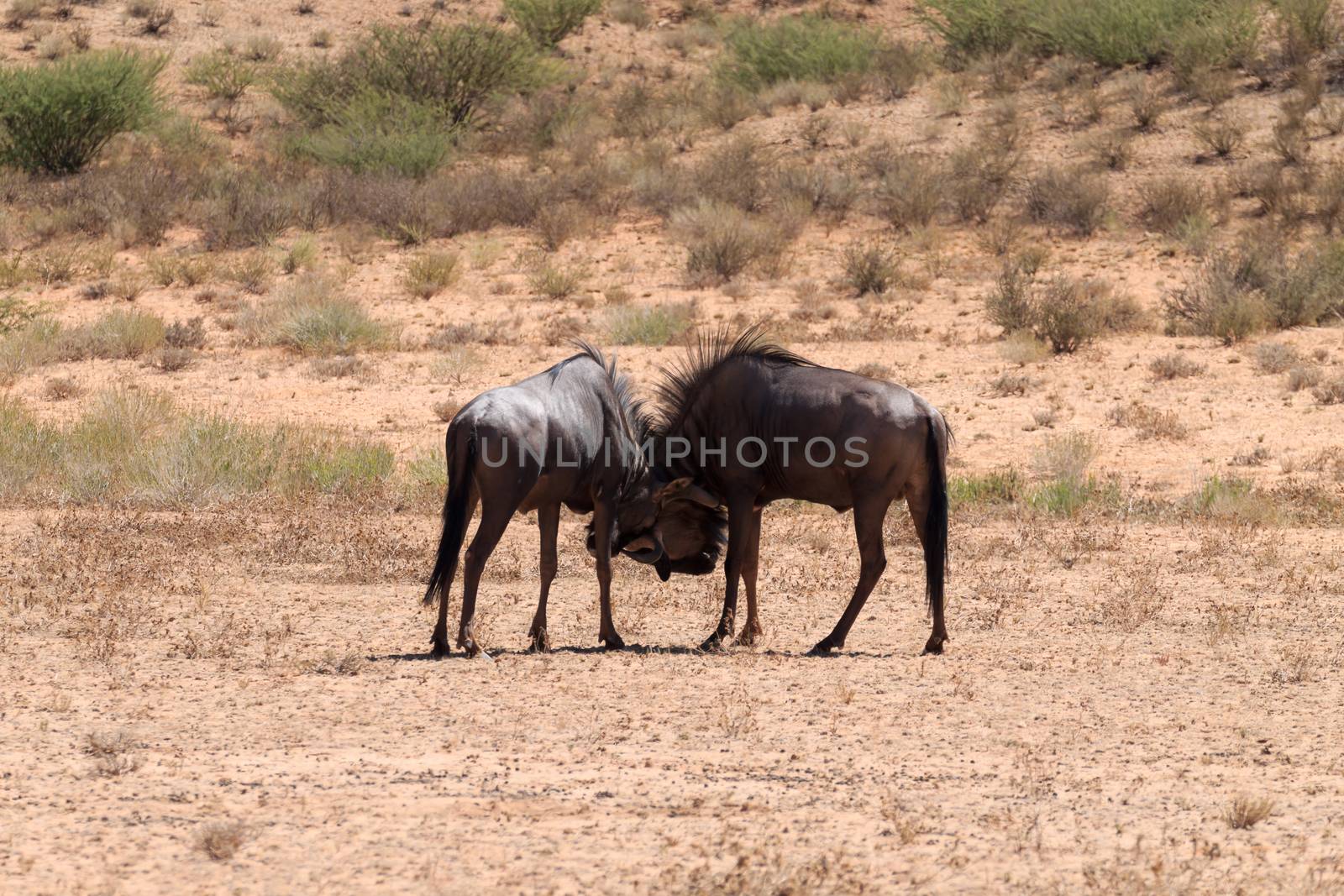 A couple of wildebeest fighting at Kgalgadi transfontier park, South Africa