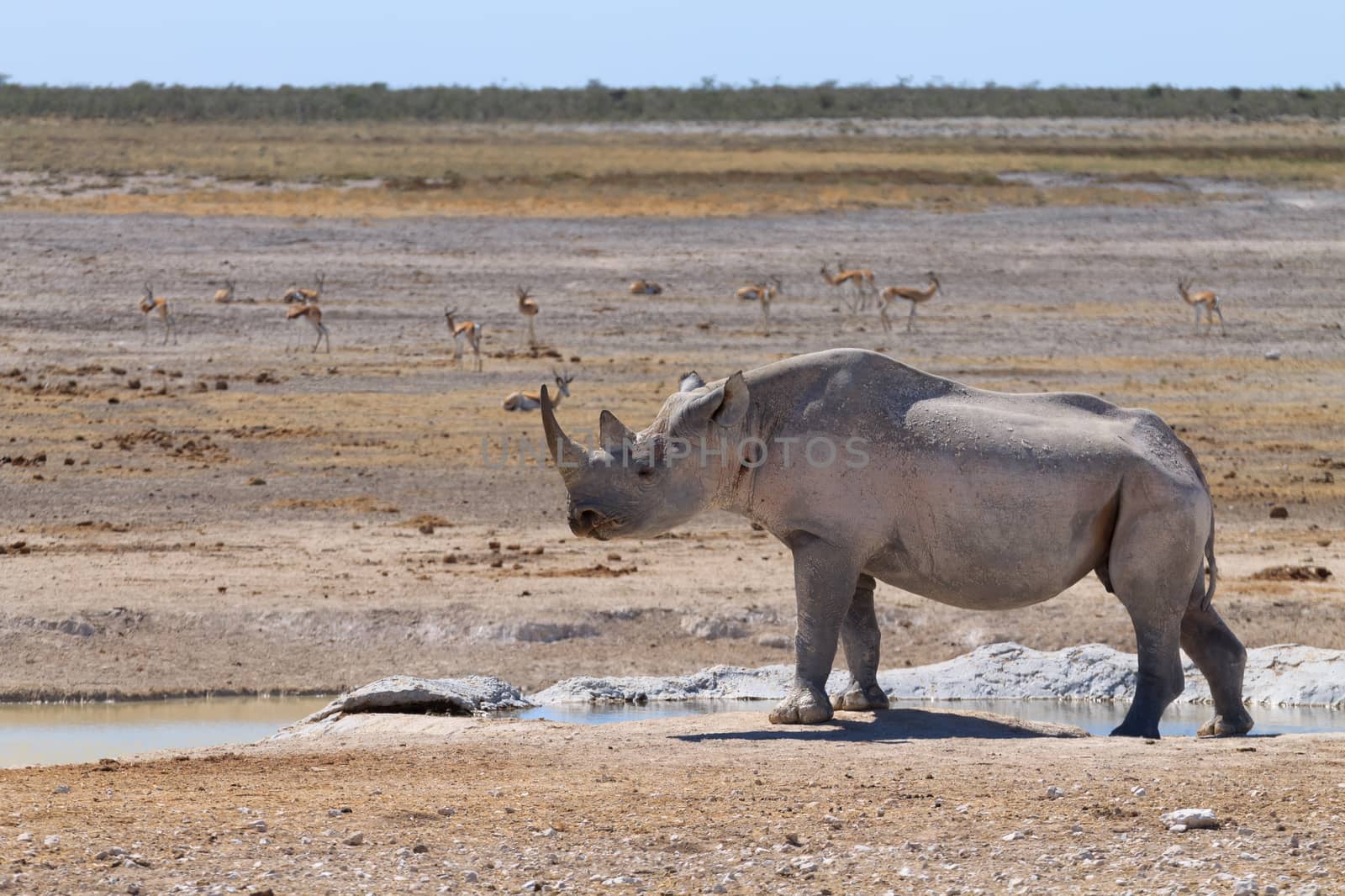 Black rhinoceros from Etosha National Park, Namibia