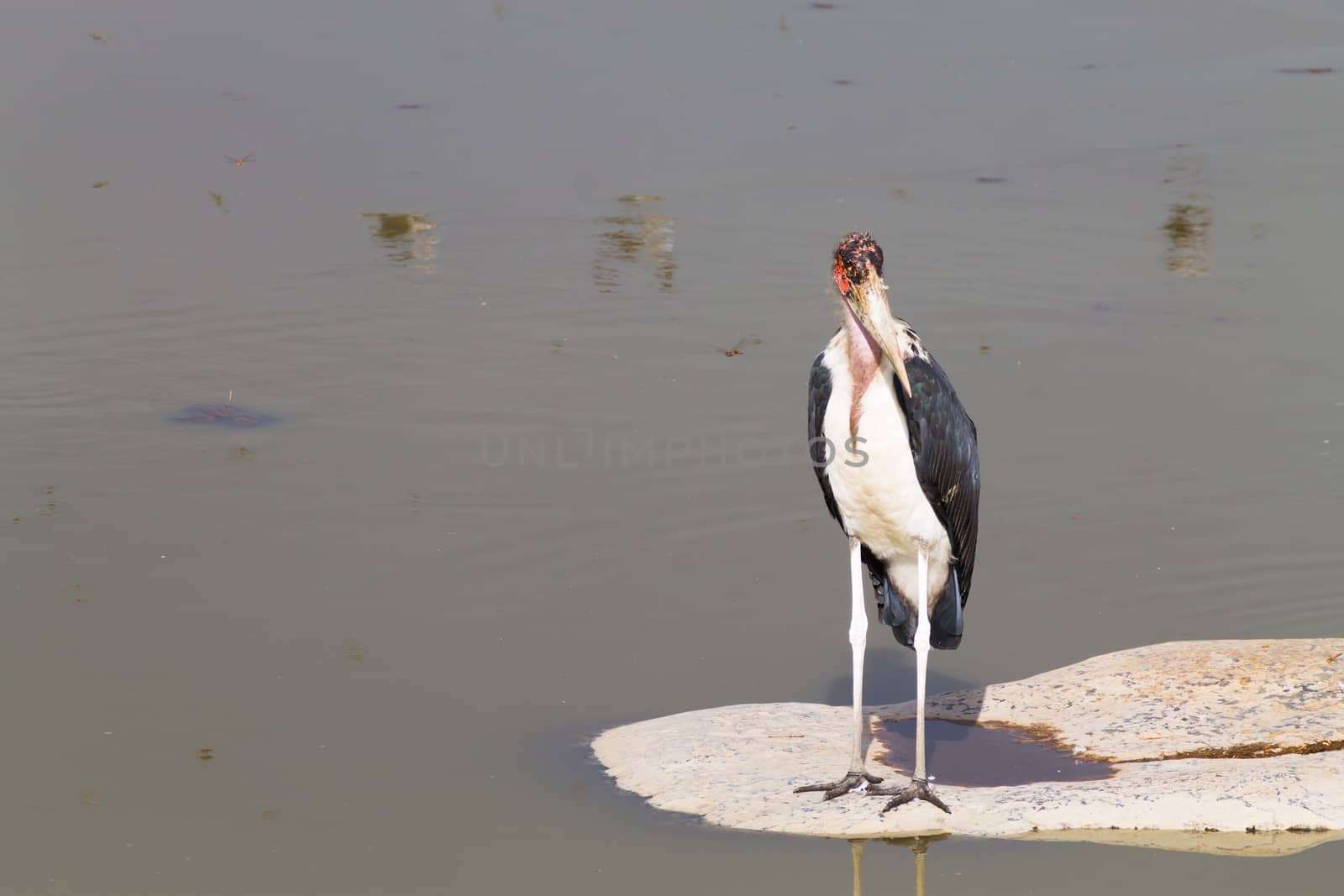 A big bird from Namutoni waterhole, Namibia