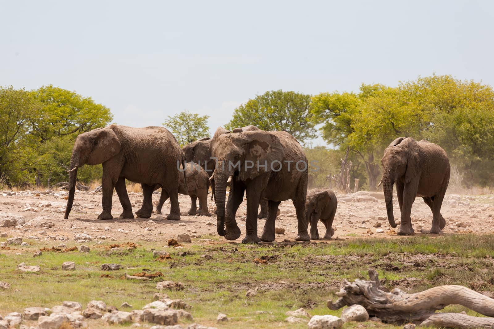 Herd of elephants from Etosha National Park, Namibia