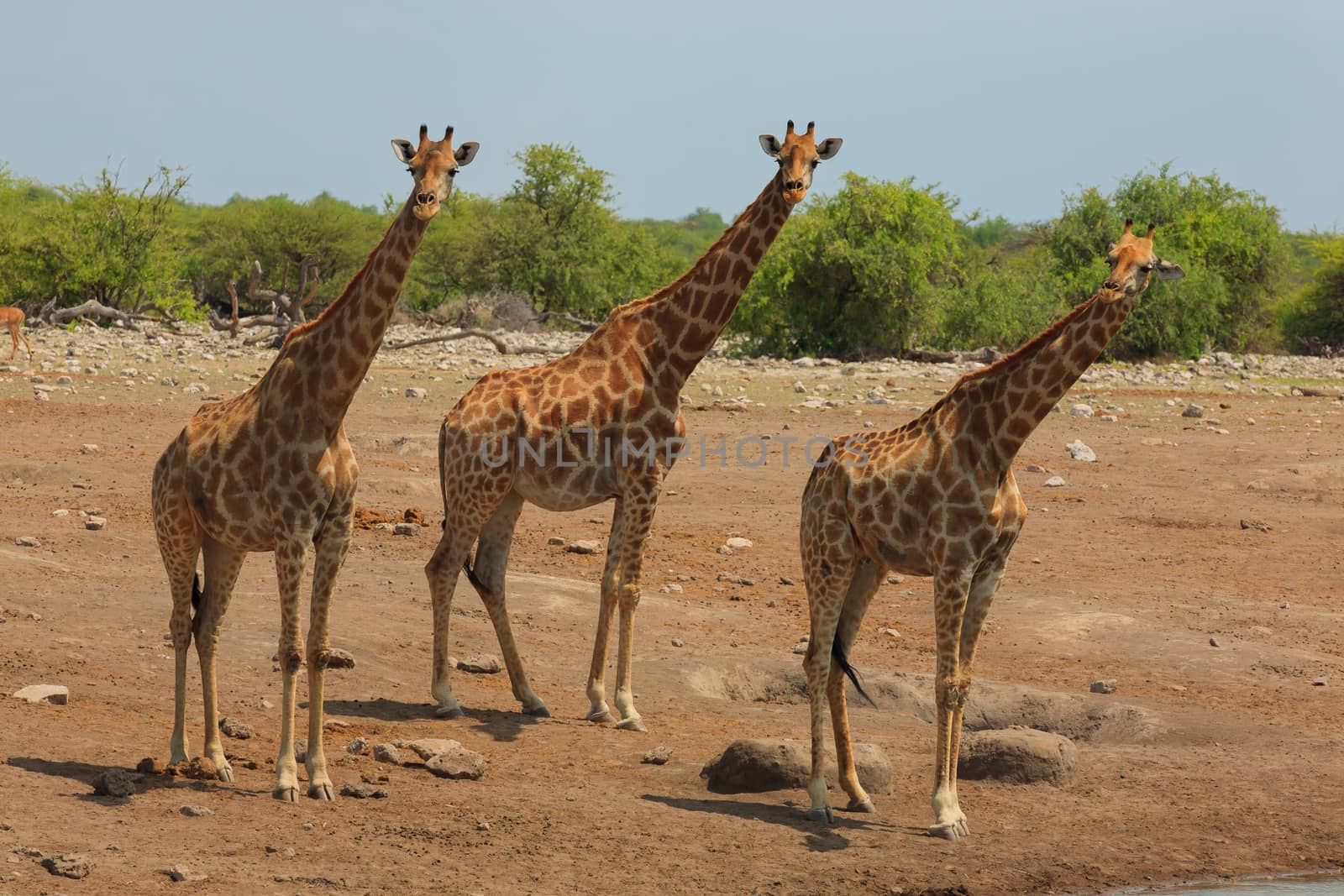 Herd of giraffes from Etosha National Park, Namibia