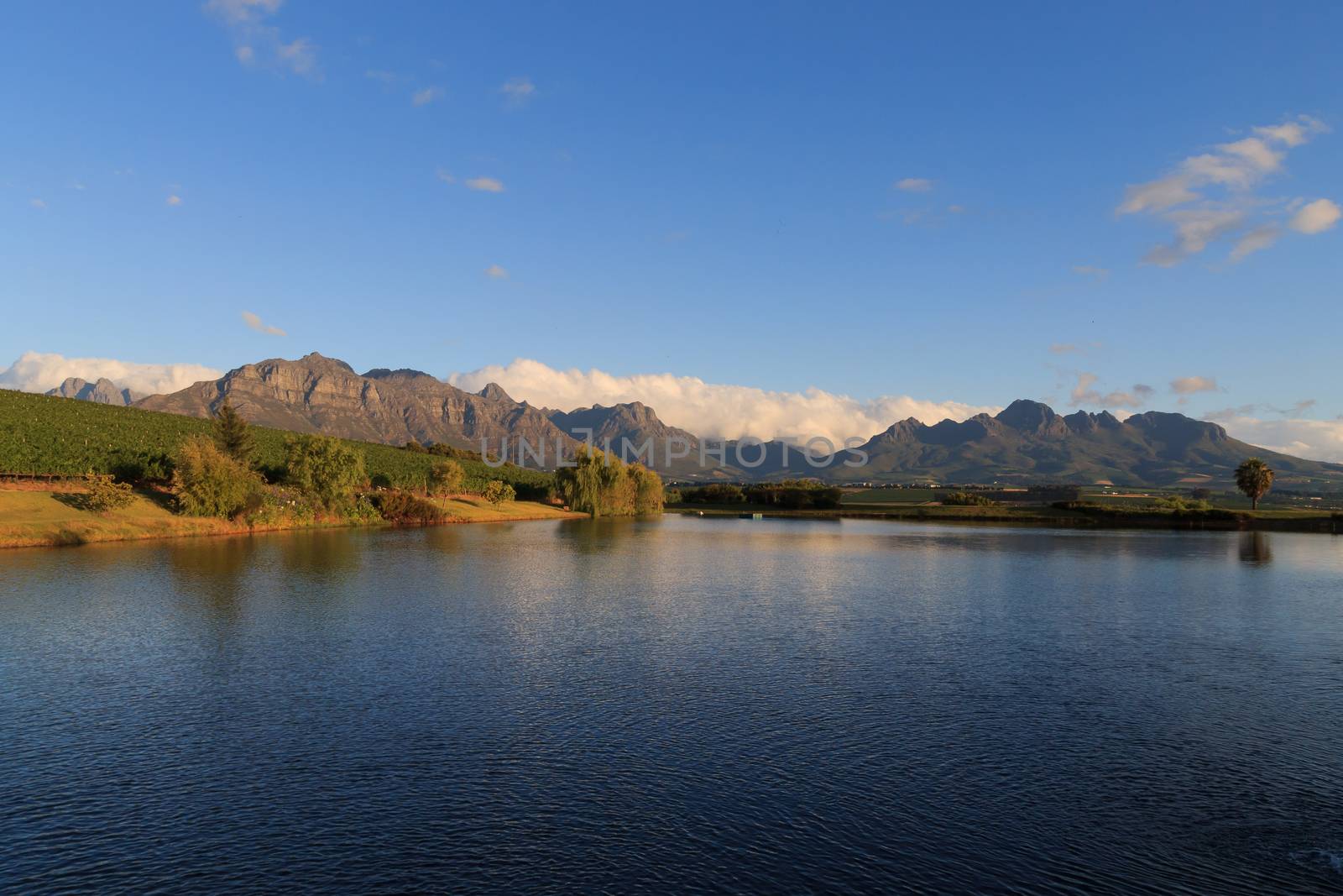 A Stellenboscsh panorama with tipical rows of vines, South Africa