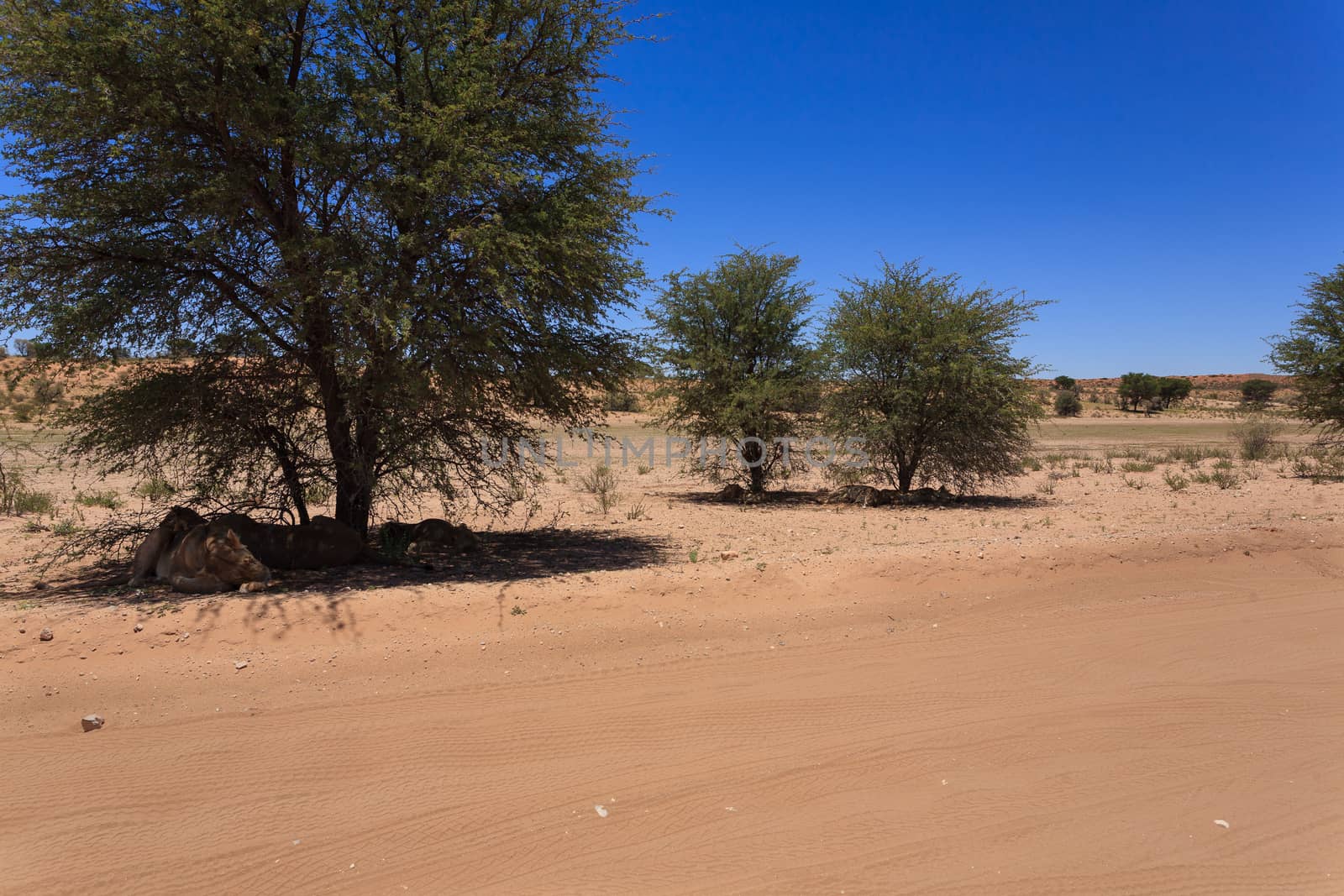 Lions sleeping under trees at Kgalagadi Transfontier Park, South Africa