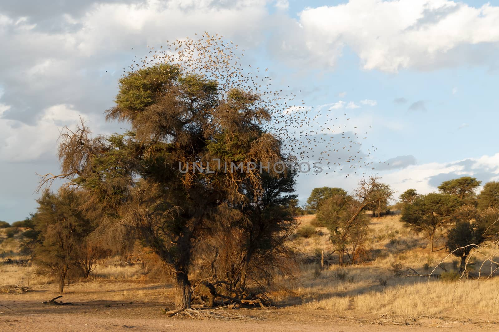 A flock of birds over a tree, Namibia