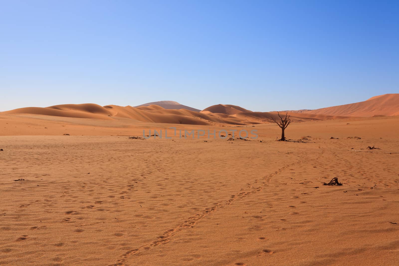 Desert panorama by elleon