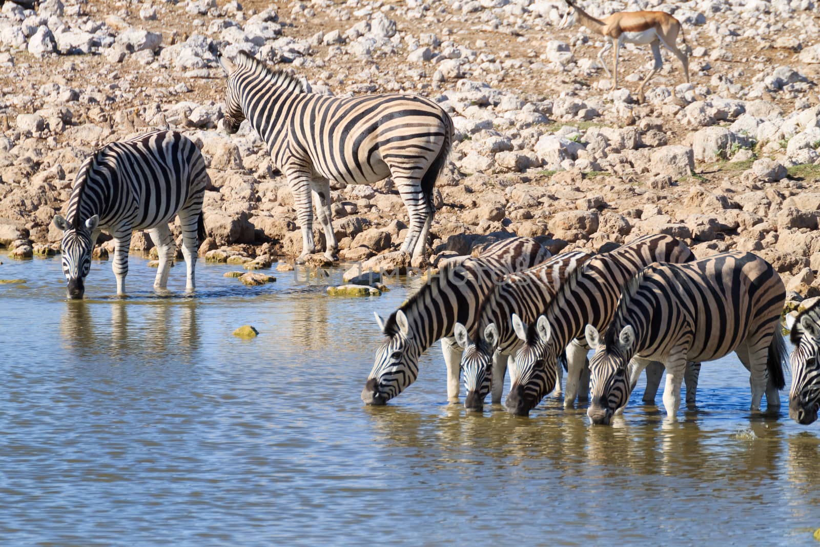 Zebras drinking at Okaukuejo waterhole from Etosha National Park, Namibia