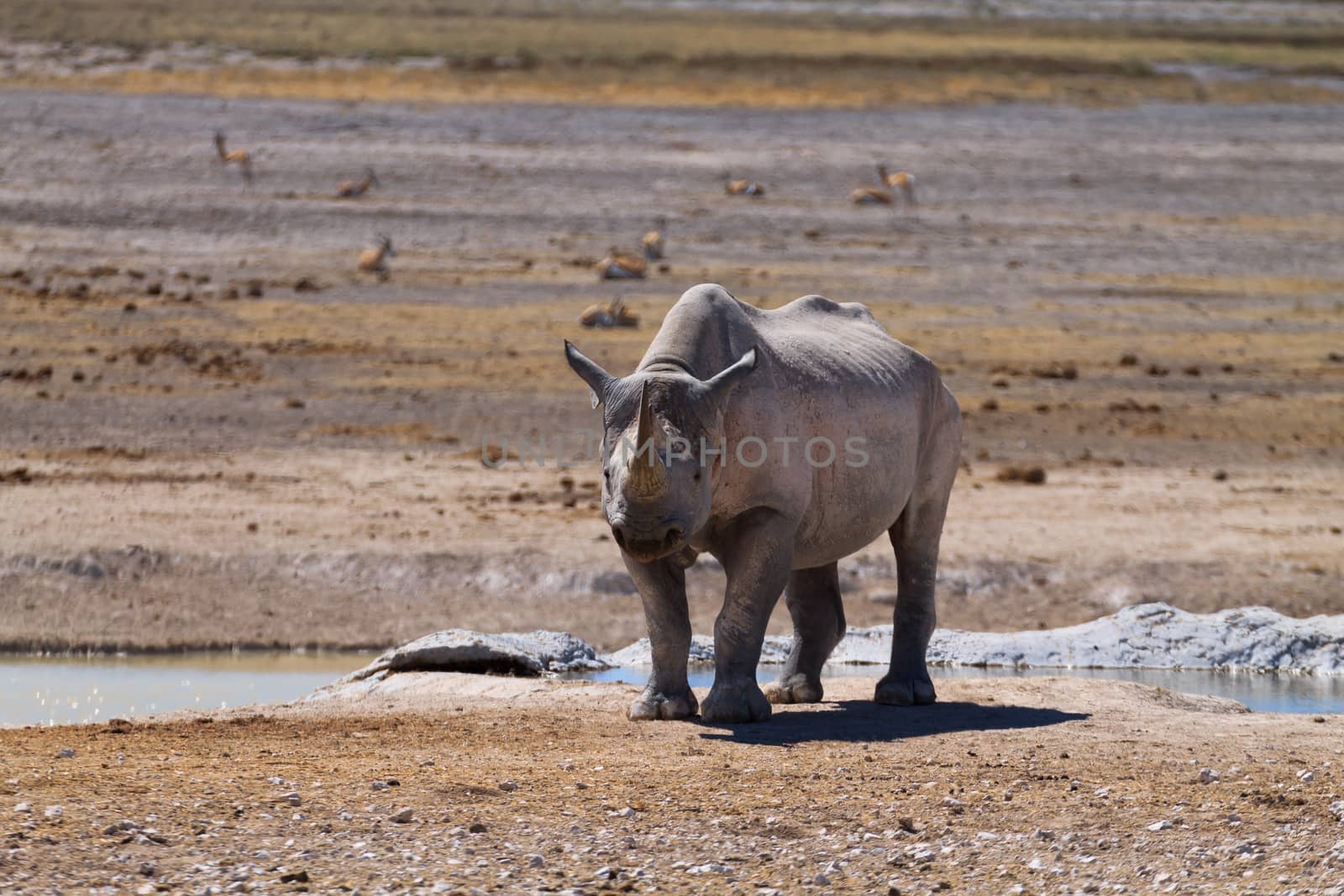 Black rhinoceros from Etosha National Park, Namibia