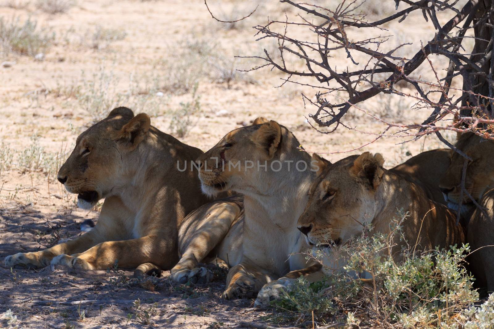 Lions sleeping under trees at Etosha National Park, Namibia