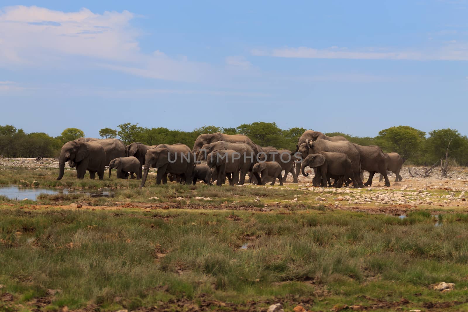 Herd of elephants from Etosha National Park, Namibia