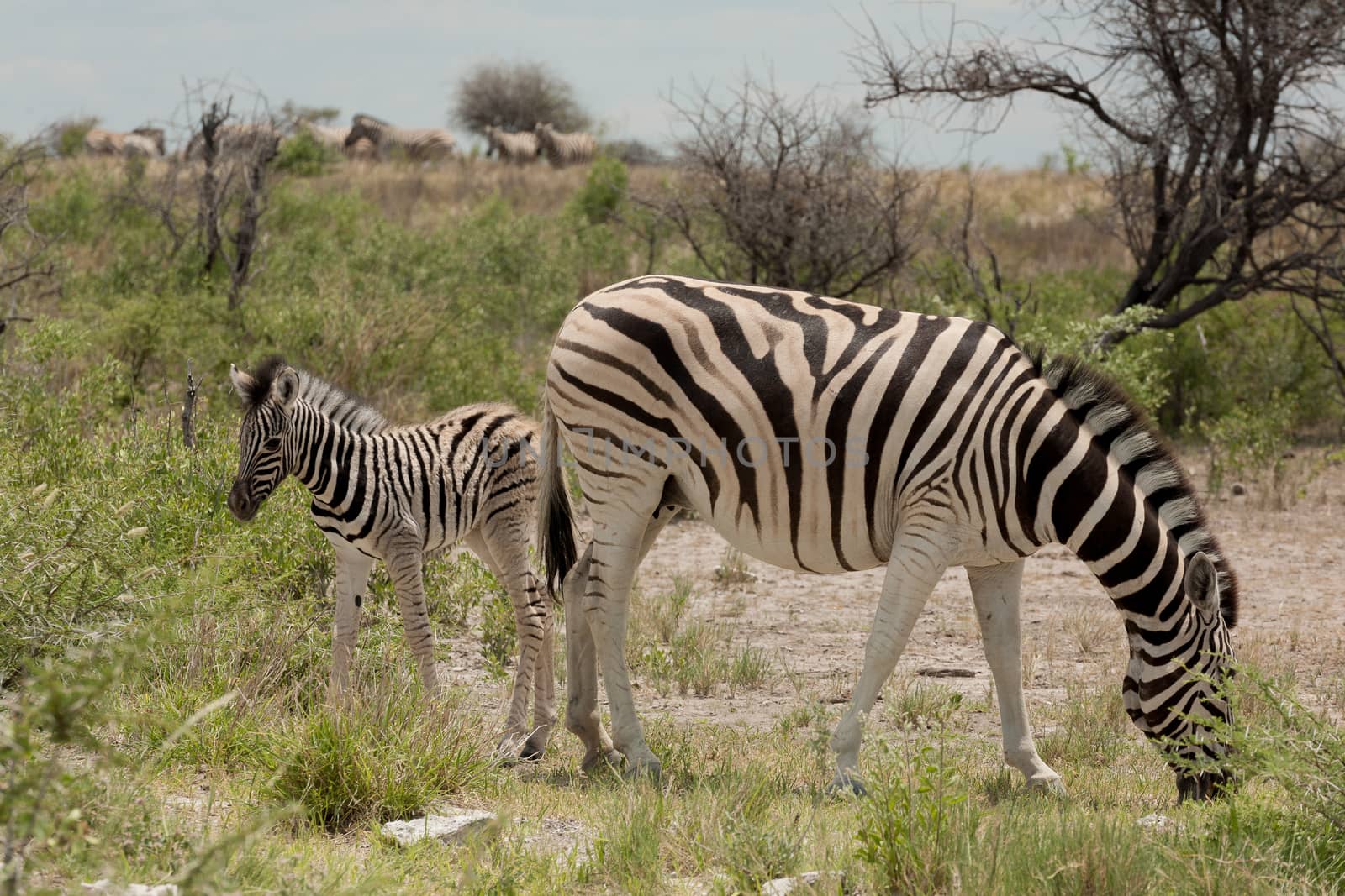 Zebra with baby by elleon