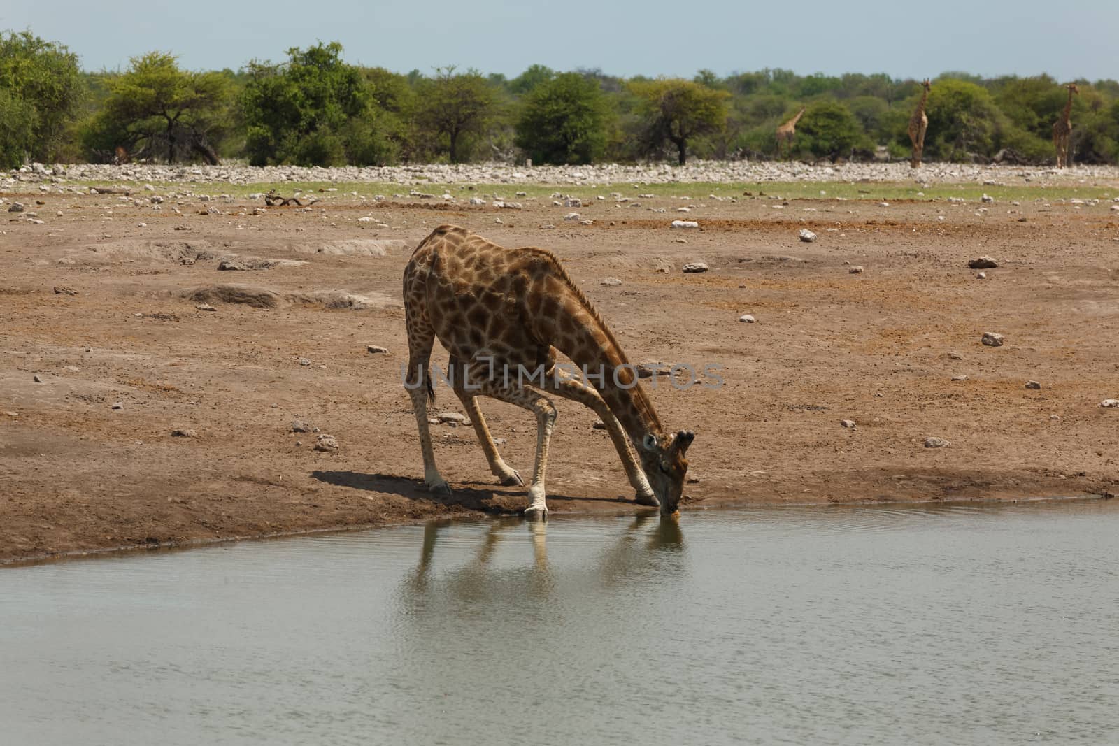 Giraffe drink from waterhole at Etosha National Park, Namibia