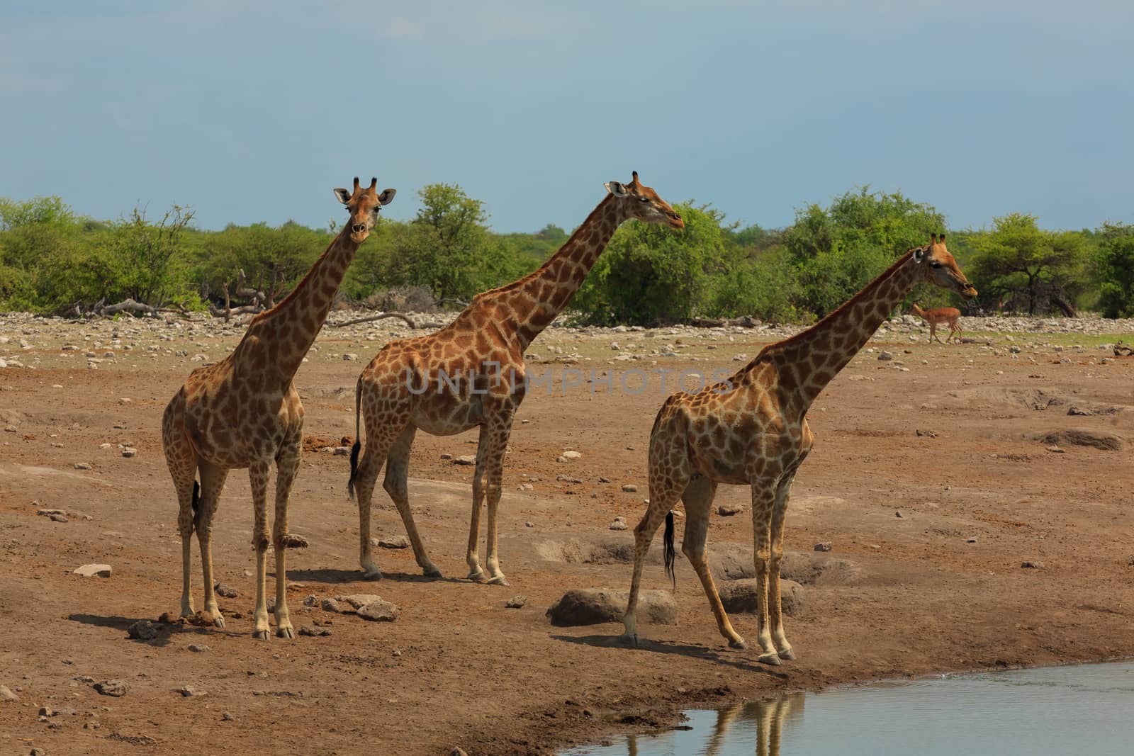 Herd of giraffes by elleon
