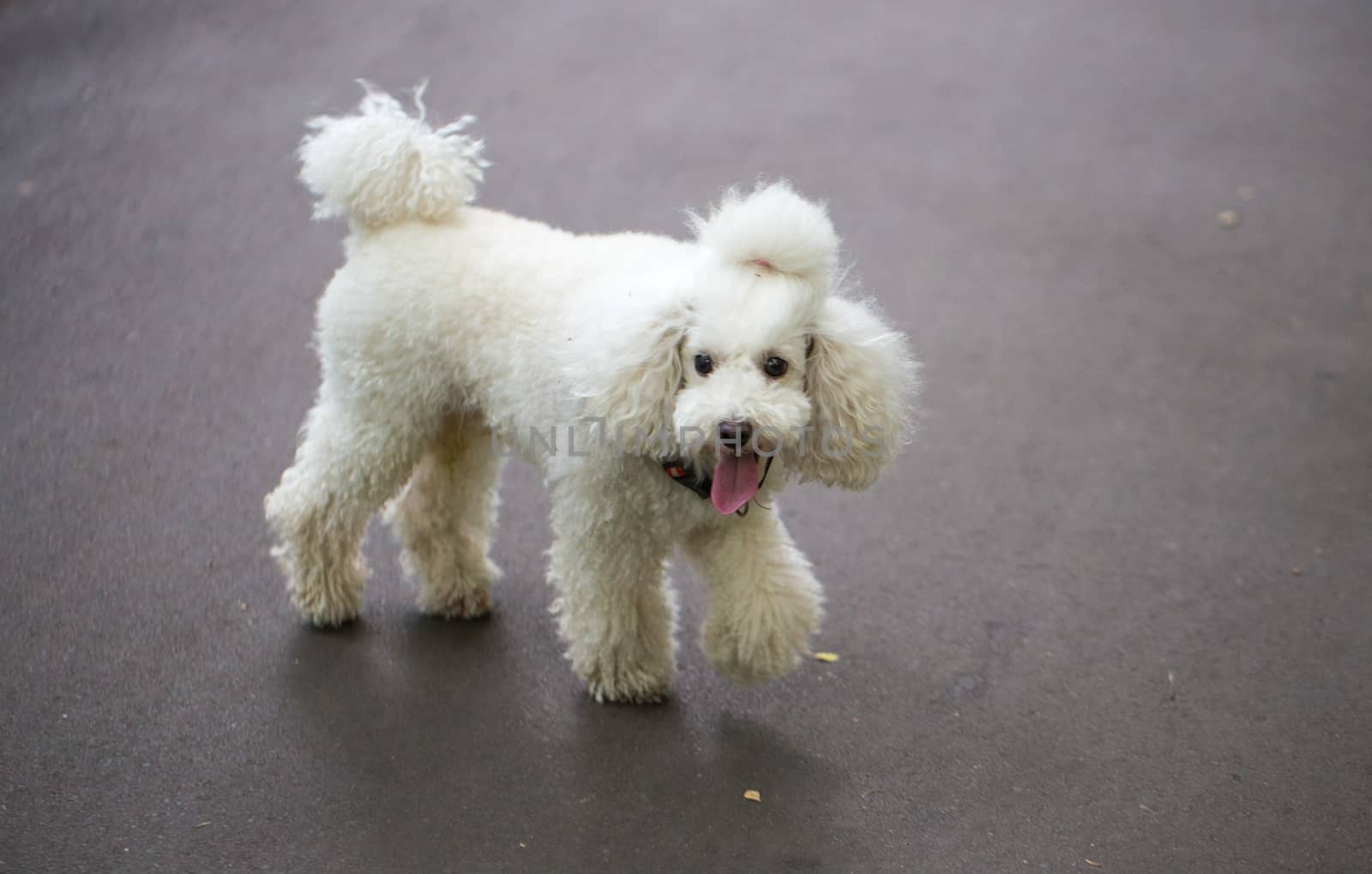 White poodle puppy with a tail on the head