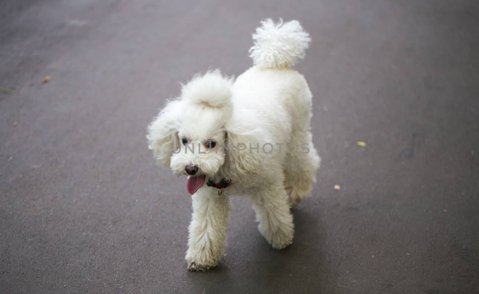 White poodle puppy with a tail on the head